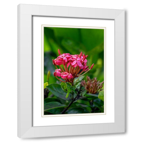 Ixora coccinea White Modern Wood Framed Art Print with Double Matting by Engelbrecht, Lisa S.