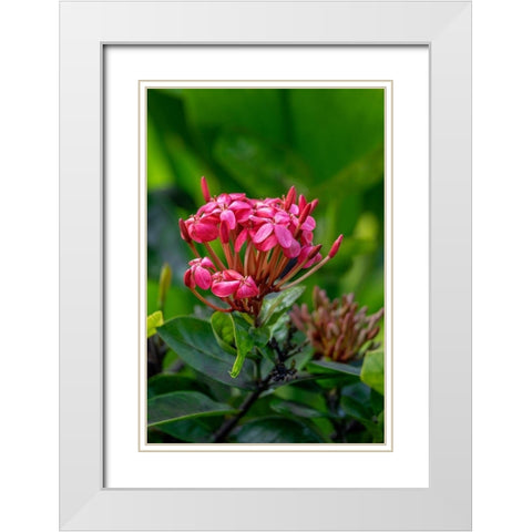 Ixora coccinea White Modern Wood Framed Art Print with Double Matting by Engelbrecht, Lisa S.