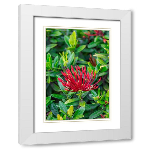 Jungle flame White Modern Wood Framed Art Print with Double Matting by Engelbrecht, Lisa S.