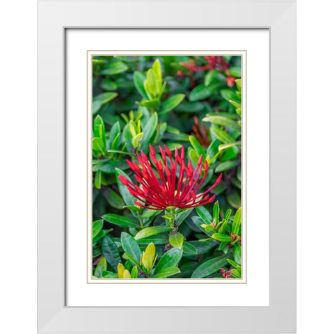 Jungle flame White Modern Wood Framed Art Print with Double Matting by Engelbrecht, Lisa S.