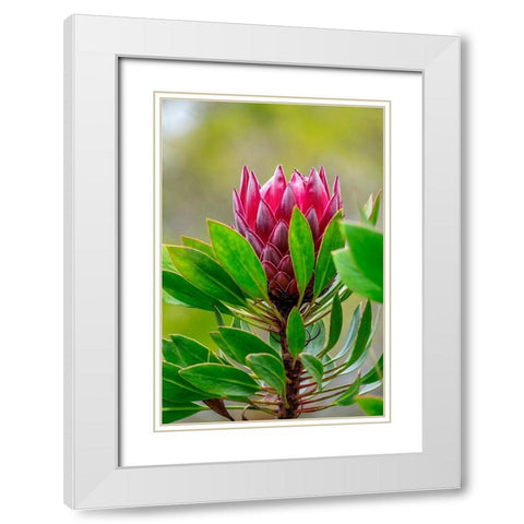 King Protea flower White Modern Wood Framed Art Print with Double Matting by Engelbrecht, Lisa S.