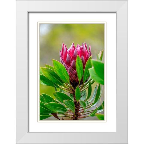 King Protea flower White Modern Wood Framed Art Print with Double Matting by Engelbrecht, Lisa S.