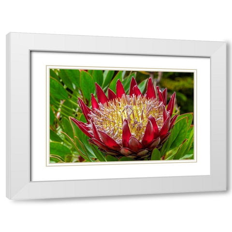 King Protea flower White Modern Wood Framed Art Print with Double Matting by Engelbrecht, Lisa S.