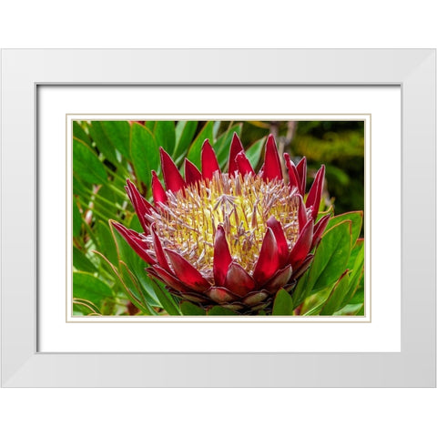 King Protea flower White Modern Wood Framed Art Print with Double Matting by Engelbrecht, Lisa S.