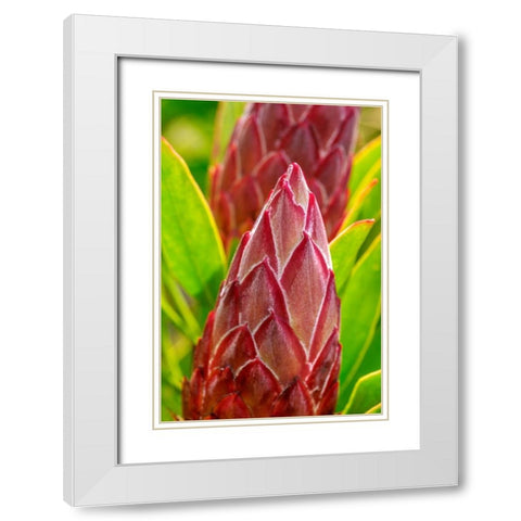 King Protea flower White Modern Wood Framed Art Print with Double Matting by Engelbrecht, Lisa S.