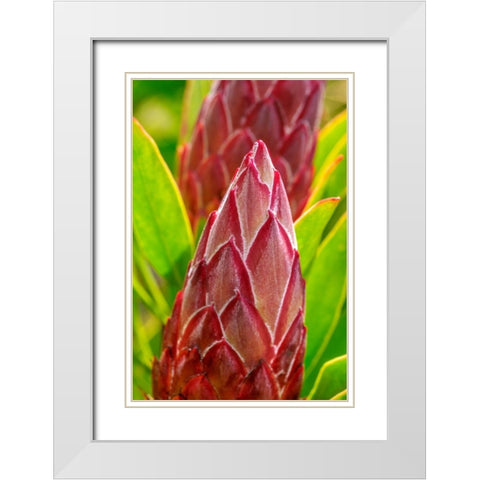 King Protea flower White Modern Wood Framed Art Print with Double Matting by Engelbrecht, Lisa S.
