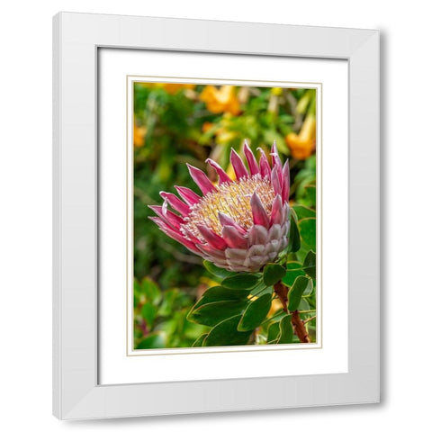 King Protea flower White Modern Wood Framed Art Print with Double Matting by Engelbrecht, Lisa S.