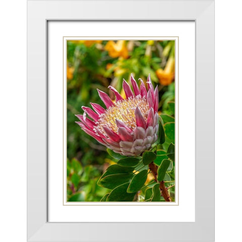 King Protea flower White Modern Wood Framed Art Print with Double Matting by Engelbrecht, Lisa S.