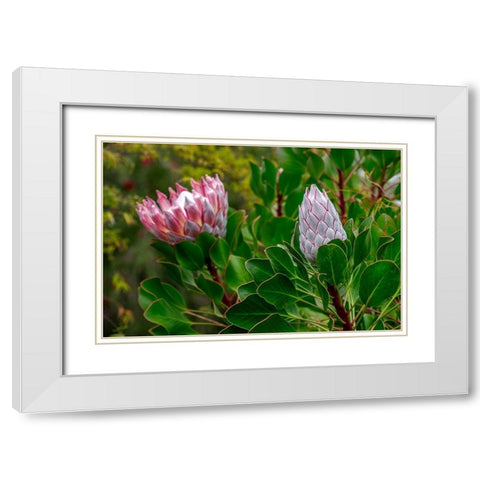 King Protea flower White Modern Wood Framed Art Print with Double Matting by Engelbrecht, Lisa S.