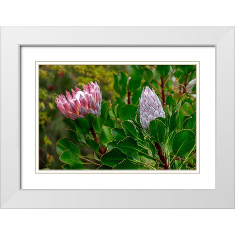 King Protea flower White Modern Wood Framed Art Print with Double Matting by Engelbrecht, Lisa S.