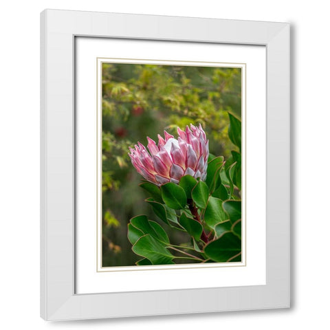 King Protea flower White Modern Wood Framed Art Print with Double Matting by Engelbrecht, Lisa S.