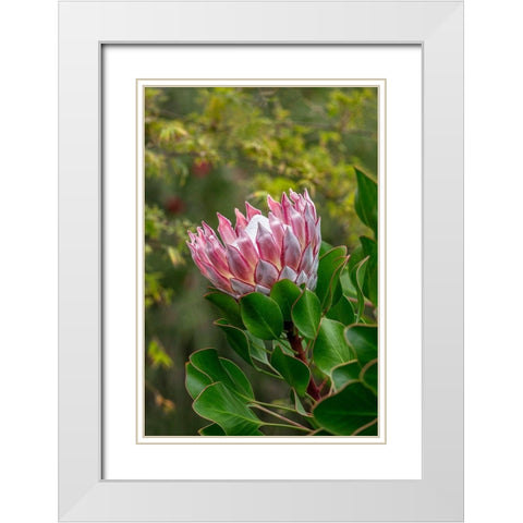 King Protea flower White Modern Wood Framed Art Print with Double Matting by Engelbrecht, Lisa S.