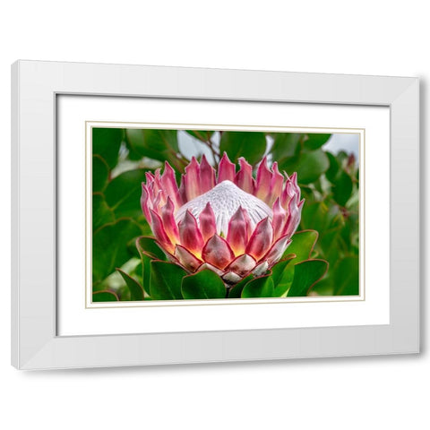 King Protea flower White Modern Wood Framed Art Print with Double Matting by Engelbrecht, Lisa S.