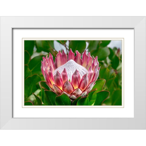 King Protea flower White Modern Wood Framed Art Print with Double Matting by Engelbrecht, Lisa S.