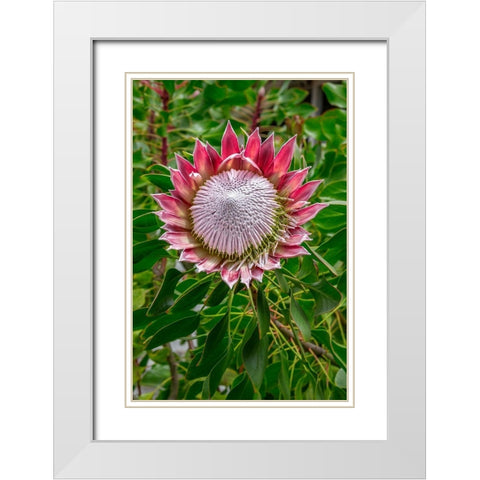 King Protea flower White Modern Wood Framed Art Print with Double Matting by Engelbrecht, Lisa S.