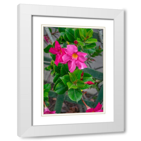 Mandevilla-Mexican love vine White Modern Wood Framed Art Print with Double Matting by Engelbrecht, Lisa S.
