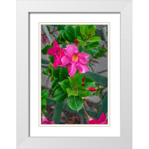 Mandevilla-Mexican love vine White Modern Wood Framed Art Print with Double Matting by Engelbrecht, Lisa S.