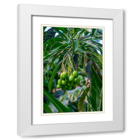 Mango fruit tree White Modern Wood Framed Art Print with Double Matting by Engelbrecht, Lisa S.