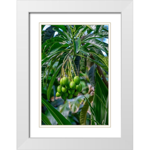 Mango fruit tree White Modern Wood Framed Art Print with Double Matting by Engelbrecht, Lisa S.