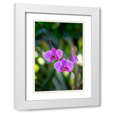 Moth Orchid White Modern Wood Framed Art Print with Double Matting by Engelbrecht, Lisa S.