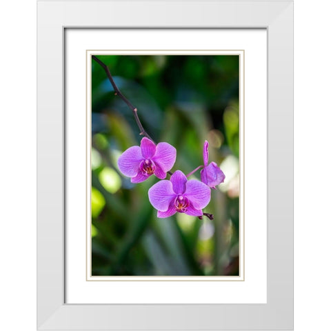 Moth Orchid White Modern Wood Framed Art Print with Double Matting by Engelbrecht, Lisa S.