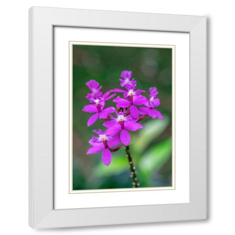 Orchid-Epidendrum White Modern Wood Framed Art Print with Double Matting by Engelbrecht, Lisa S.