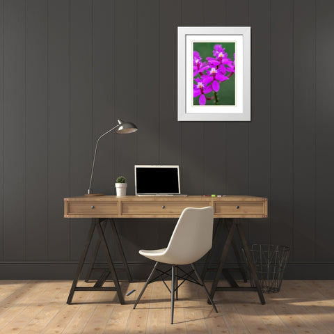 Orchid-Epidendrum White Modern Wood Framed Art Print with Double Matting by Engelbrecht, Lisa S.