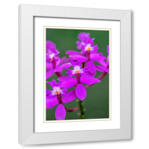 Orchid-Epidendrum White Modern Wood Framed Art Print with Double Matting by Engelbrecht, Lisa S.
