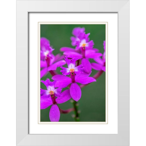 Orchid-Epidendrum White Modern Wood Framed Art Print with Double Matting by Engelbrecht, Lisa S.