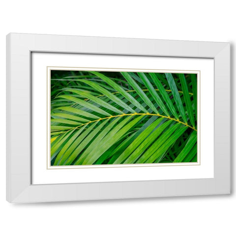 palm frond White Modern Wood Framed Art Print with Double Matting by Engelbrecht, Lisa S.