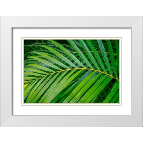 palm frond White Modern Wood Framed Art Print with Double Matting by Engelbrecht, Lisa S.