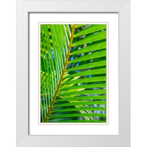 Palm frond White Modern Wood Framed Art Print with Double Matting by Engelbrecht, Lisa S.
