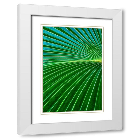 Palm frond White Modern Wood Framed Art Print with Double Matting by Engelbrecht, Lisa S.