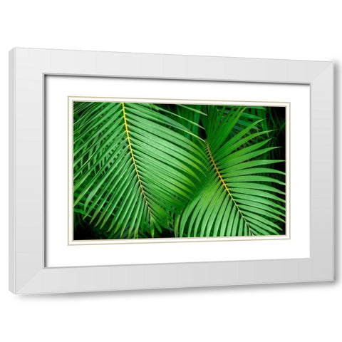 Palm fronds White Modern Wood Framed Art Print with Double Matting by Engelbrecht, Lisa S.
