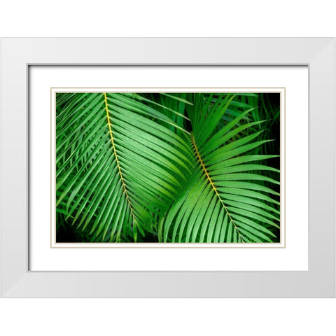 Palm fronds White Modern Wood Framed Art Print with Double Matting by Engelbrecht, Lisa S.
