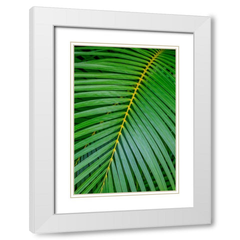 Palm fronds White Modern Wood Framed Art Print with Double Matting by Engelbrecht, Lisa S.
