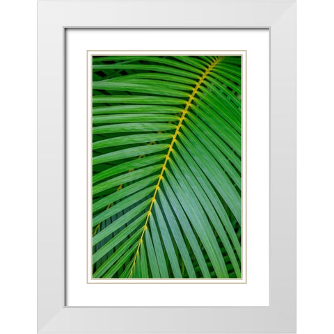 Palm fronds White Modern Wood Framed Art Print with Double Matting by Engelbrecht, Lisa S.