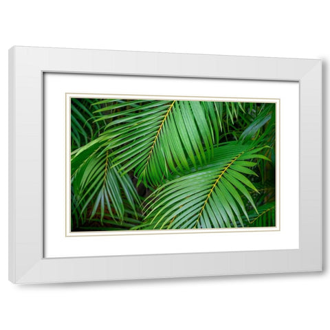Palm fronds White Modern Wood Framed Art Print with Double Matting by Engelbrecht, Lisa S.