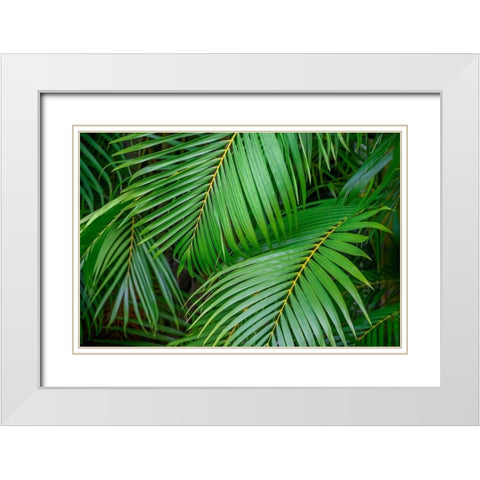 Palm fronds White Modern Wood Framed Art Print with Double Matting by Engelbrecht, Lisa S.