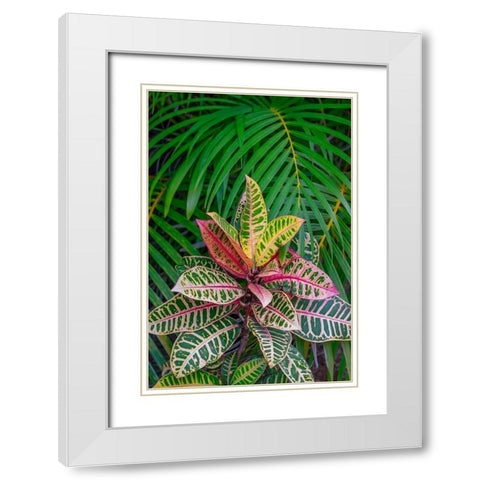 Palm fronds and Croton plants White Modern Wood Framed Art Print with Double Matting by Engelbrecht, Lisa S.