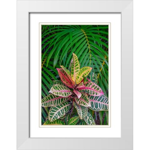 Palm fronds and Croton plants White Modern Wood Framed Art Print with Double Matting by Engelbrecht, Lisa S.