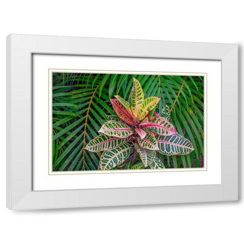 Palm fronds and Croton plants White Modern Wood Framed Art Print with Double Matting by Engelbrecht, Lisa S.