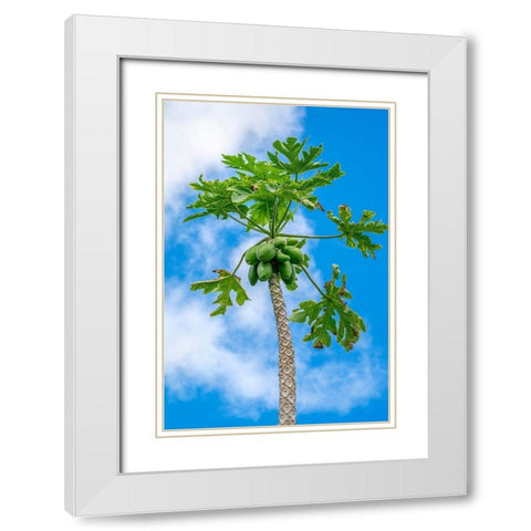 Papaya tree White Modern Wood Framed Art Print with Double Matting by Engelbrecht, Lisa S.