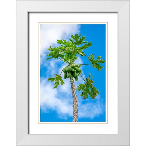 Papaya tree White Modern Wood Framed Art Print with Double Matting by Engelbrecht, Lisa S.