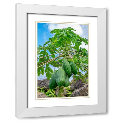 Papaya tree White Modern Wood Framed Art Print with Double Matting by Engelbrecht, Lisa S.