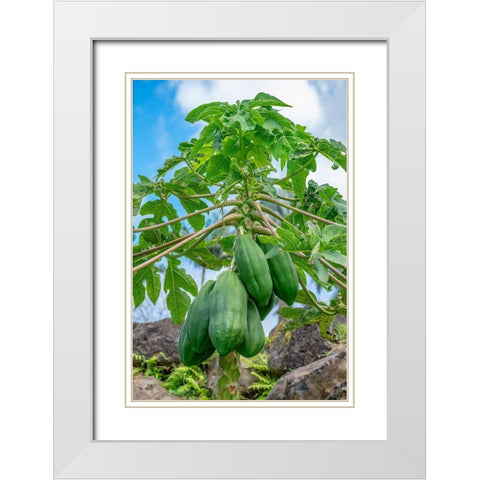 Papaya tree White Modern Wood Framed Art Print with Double Matting by Engelbrecht, Lisa S.