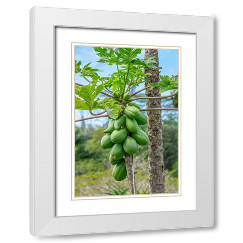 Papaya tree White Modern Wood Framed Art Print with Double Matting by Engelbrecht, Lisa S.
