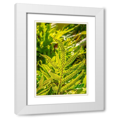 Phymatosorus grossus-Musk Fern White Modern Wood Framed Art Print with Double Matting by Engelbrecht, Lisa S.