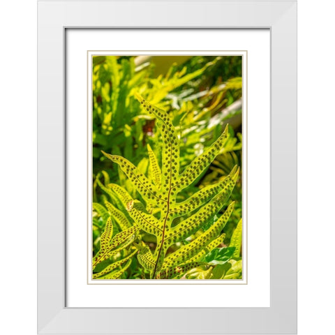Phymatosorus grossus-Musk Fern White Modern Wood Framed Art Print with Double Matting by Engelbrecht, Lisa S.