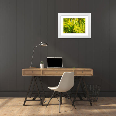 Phymatosorus grossus-Musk Fern White Modern Wood Framed Art Print with Double Matting by Engelbrecht, Lisa S.